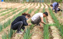 日本大葱种植技术有哪些关键点？