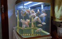 罗非鱼鱼缸养殖技术有哪些关键要点？