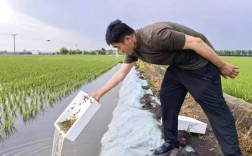 稻田养虾选什么水稻品种好？