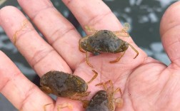 青蟹笼养殖24张图片价格多少？