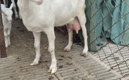 福建养奶羊，什么品种最优？