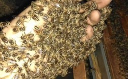 四川中蜂是哪个独特蜂种？