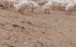 什么品种大鹅产蛋最多？