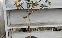 金桔种植管理技术有哪些关键要点？