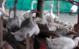 鹅养殖技术 农广天地