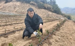 茶叶种植技术视频如何高效播放学习？