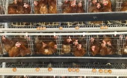 潍坊今日蛋鸡淘汰价多少钱？