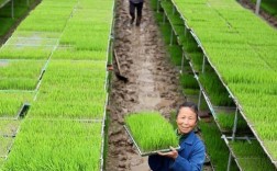 最新水稻种植技术视频，有哪些新突破？