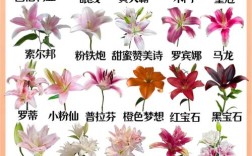 百合花品种有哪些？附图片。