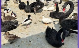 新疆适合养哪些鹅品种？