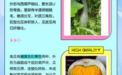 南瓜和北瓜是一个品种吗