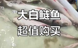 2025重庆白鲢价格会涨还是跌？