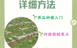 西瓜种植技术，如何提升管理效率？