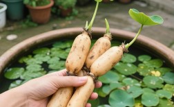 莲藕养殖技术视频，怎么学才高效？