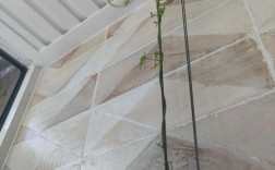 盆栽山药怎么种？视频教你技术要点