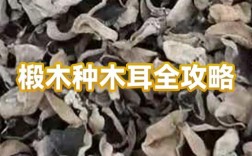 椴木木耳种植技术视频，怎么种才高产？