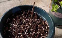 葡萄种子怎么快速发芽？