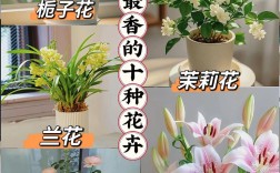 家里养的花图片价格是多少？