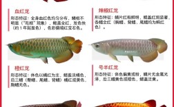红龙鱼品种如何快速区分？