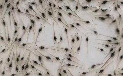 南美白对虾育苗技术关键点是什么？