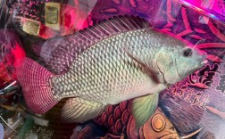 非洲鲫鱼养殖技术视频