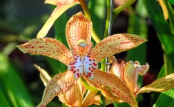 兰花四季品种如何区分养护？