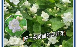 茉莉花哪个品种最香？