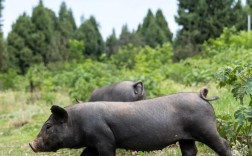 四川黑猪品种哪个好？