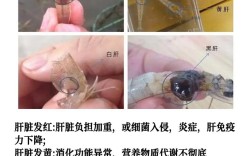 黄海2号对虾养殖技术关键点有哪些？