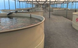 内地循环水养海鲜技术