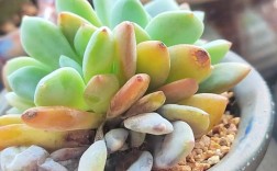 哪种多肉最容易化水？