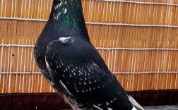 哪种鸽子是世界上最重的品种？