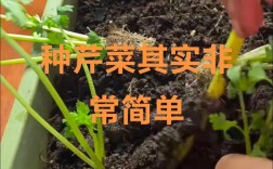 家庭芹菜怎么种才能高产？