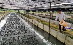 网箱牛蛙养殖技术视频怎么学？