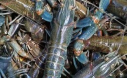 淡水大龙虾有哪些常见养殖品种？