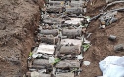 猪苓室外种植技术视频有哪些关键步骤？