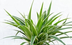 吊兰品种有多少？附图片看差异？