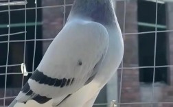 肉鸽养殖技术视频，新手如何快速掌握？