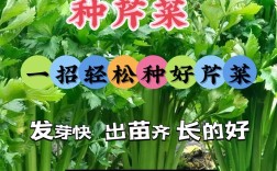 芹菜种植有哪些关键技术要点？