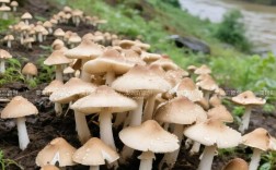 农村个体蘑菇种植技术要点有哪些？