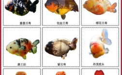 金鱼品种多，饲养技术有何差异？