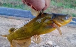 2025年黄颡鱼苗价格会涨还是跌？