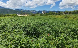 辣椒种植全套技术视频