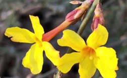 迎春花品种差异有多大？