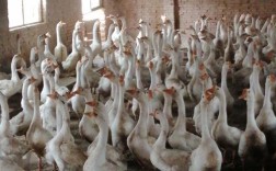 湖南养肉鹅选什么品种好？