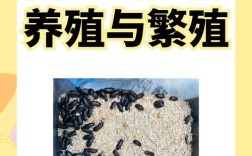 养殖黄粉虫技术哪里能学？