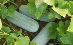 冬瓜种植技术视频，新手怎么学？