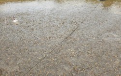 贵州泥鳅价格最新行情怎么样？