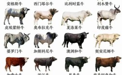 农天地引进的优良肉牛品种有何优势？