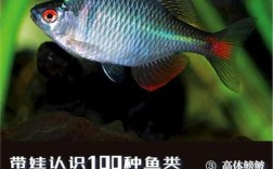 花鳉科鱼常见品种有哪些？